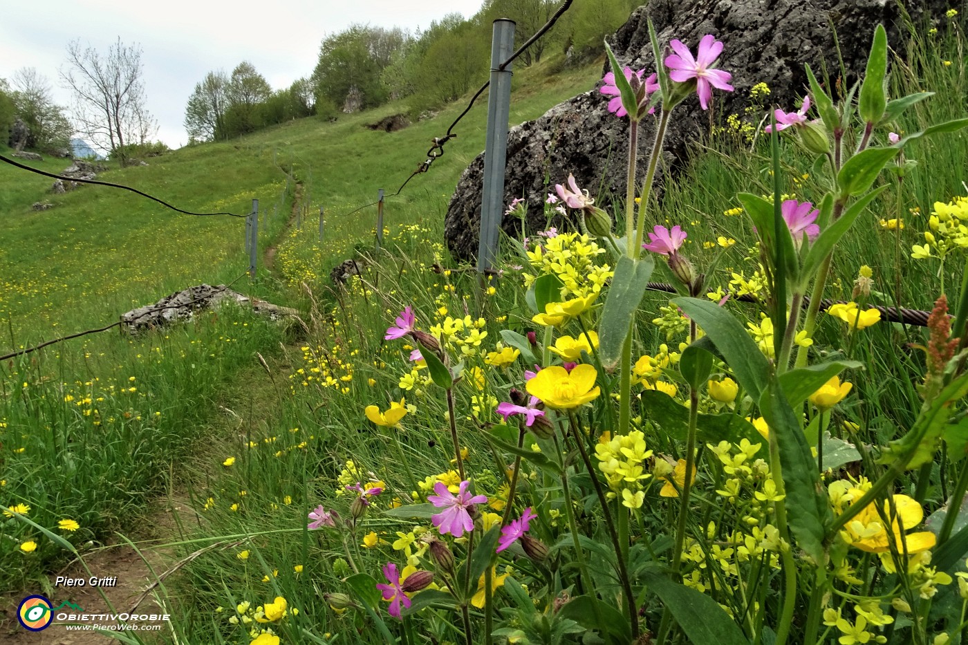 63 Fiori di prato scendendo dallo Zucco al Rif. GESP ai Foppi.JPG